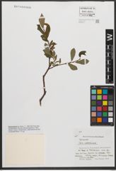 Foto von Salix waldsteiniana Willd.